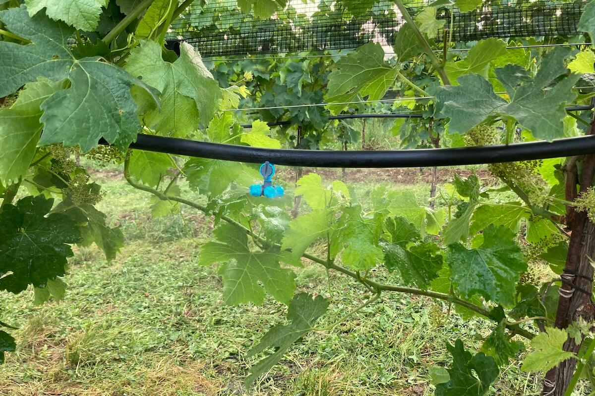 I sistemi Rivulis per la gestione del microclima del vigneto permettono di limitare le conseguenze negative degli eventi meteorologici o climatici caratterizzati da temperature insolitamente alte o basse, 